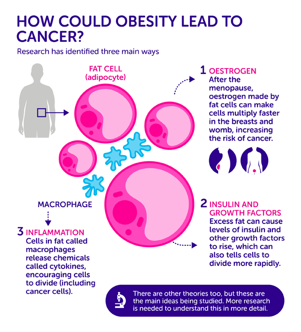 How Does Obesity Cause Cancer Three Leading Theories Dana Farber