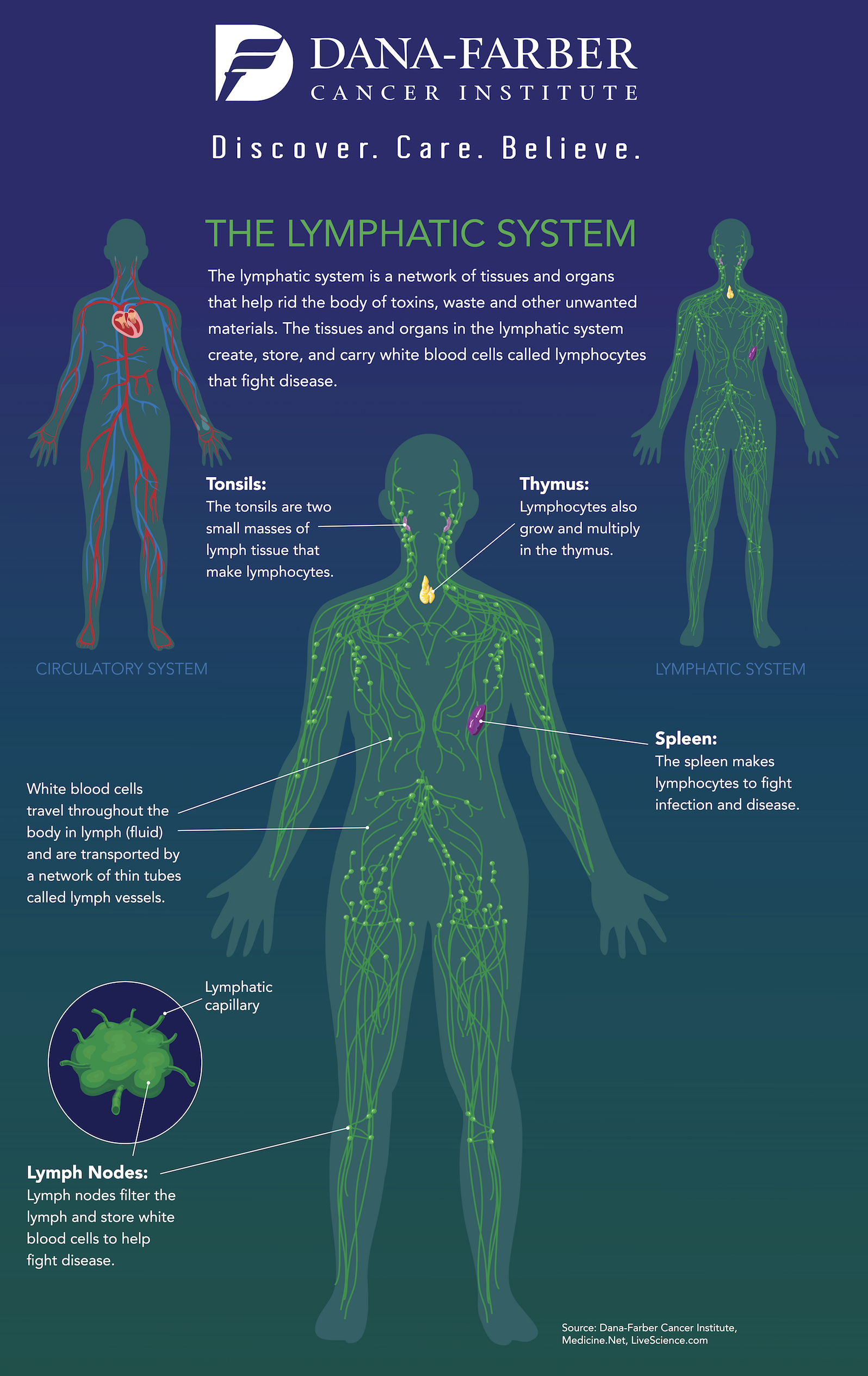 What Is the Lymphatic System? [Infographic] | Dana-Farber Cancer Institute