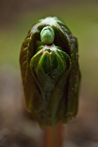 A close-up of the leaves of a Mayapple plant.