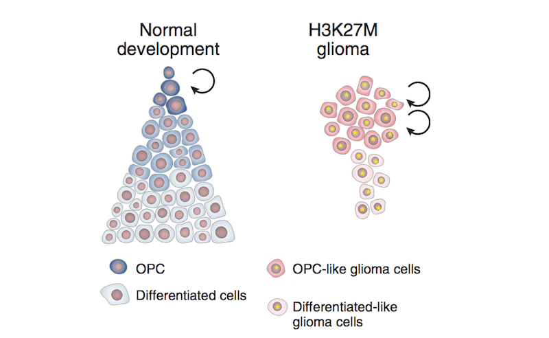 Cells that can differentiate despite the H3K27M mutation could hold the key to unlocking a new therapy for DIPG/DMG.