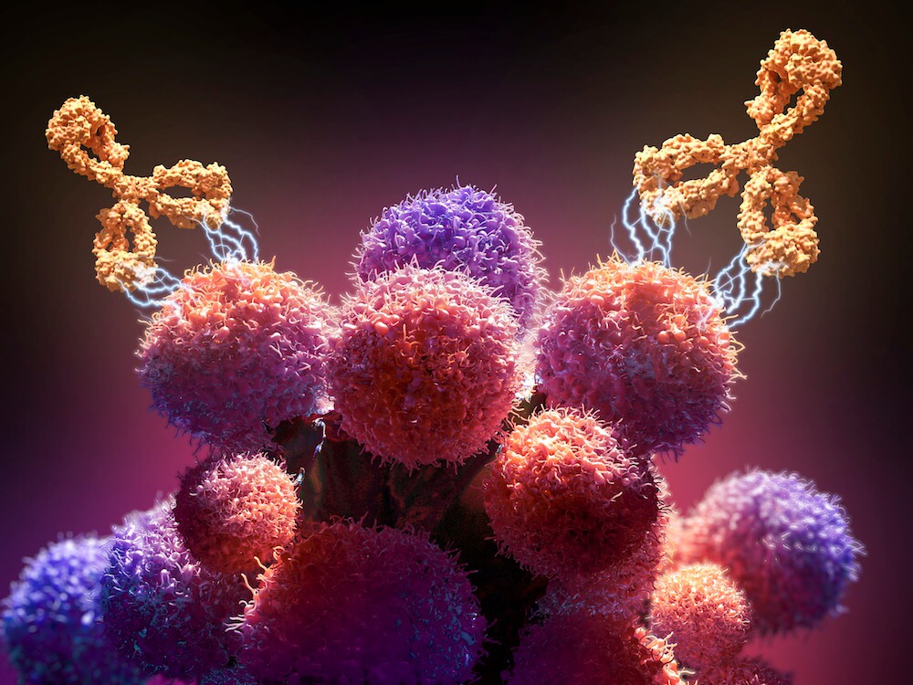 An illustration of a monoclonal antibody drug (orange) attacking cancer cells (round).
