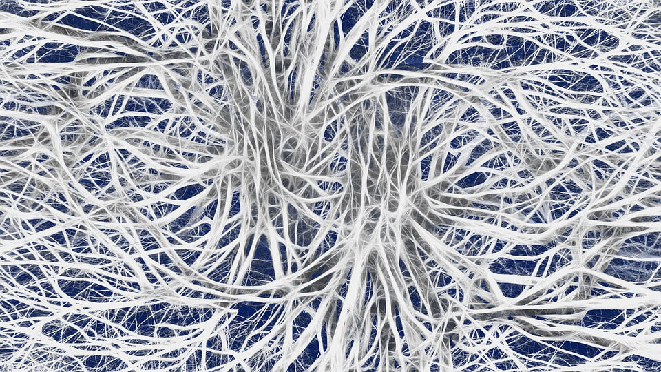 Nerve cells.