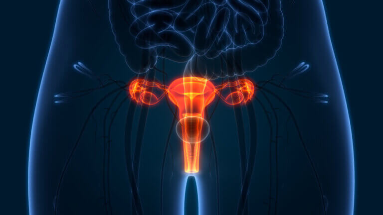 Fallopian Tubes And Ovarian Cancer Whats The Connection Dana