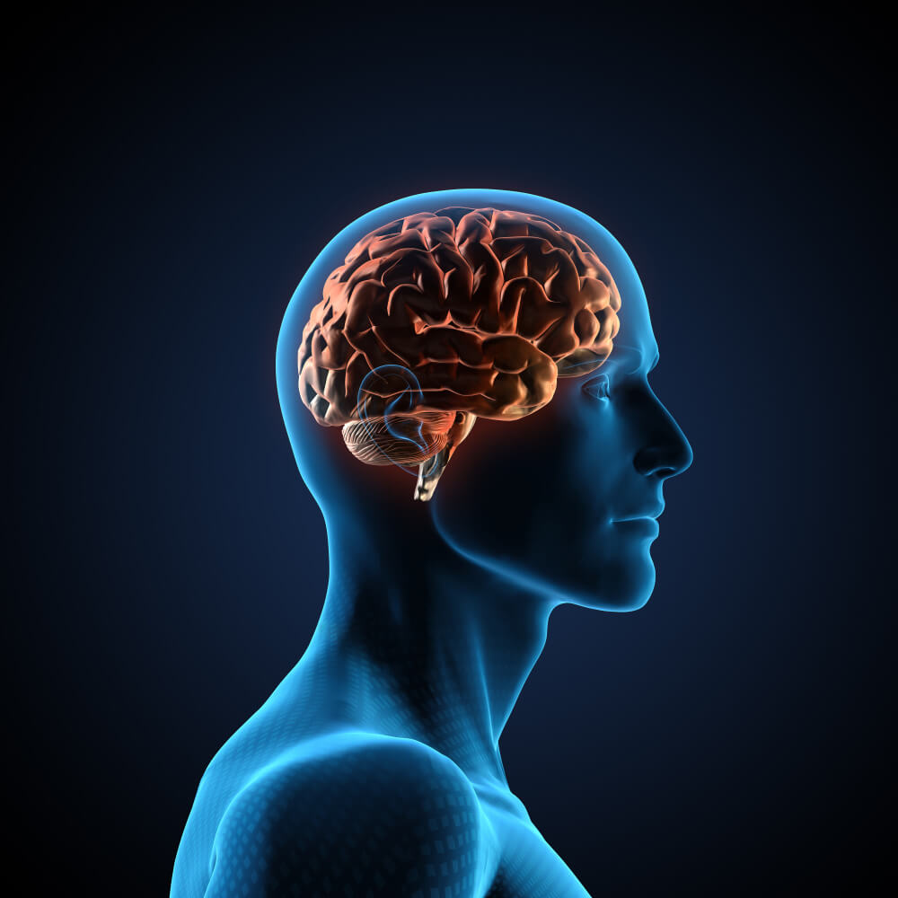 Many forms of cancer therapy, including chemotherapy, endocrine therapy, immunotherapy, and targeted therapies, have the potential to cause brain toxicities. 