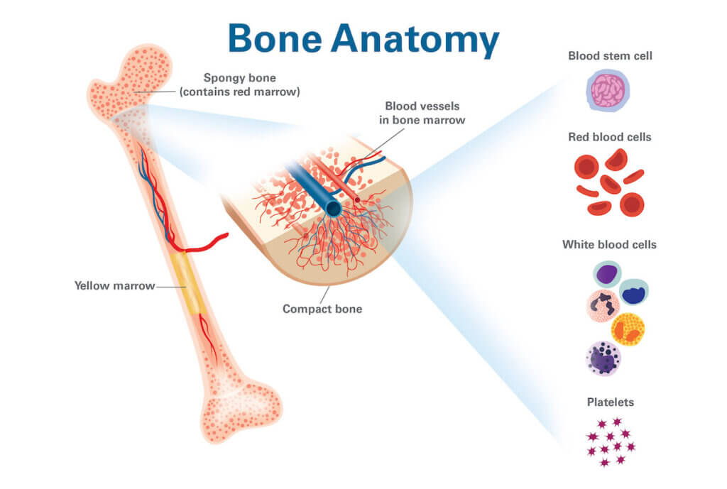 An illustration of bone marrow, the soft, spongy material inside our bones. Occupying one of the most protected places in the body, it produces nearly all the components of blood. These include red blood cells, which deliver oxygen throughout the body, white blood cells, which help fight disease, and platelets needed for clotting. The marrow generates approximately 500 billion new blood cells every day. 