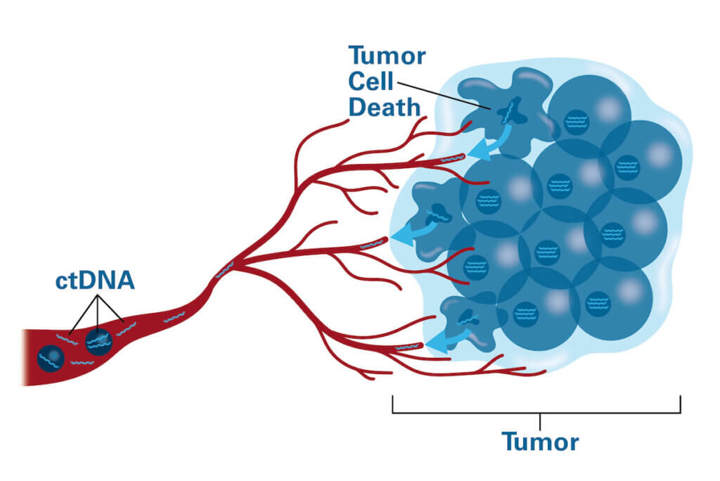 Advances in technology have made it possible to extract ctDNA from a blood sample, measure it, and analyze it for genetic abnormalities. CtDNA contains a trove of information about tumors.