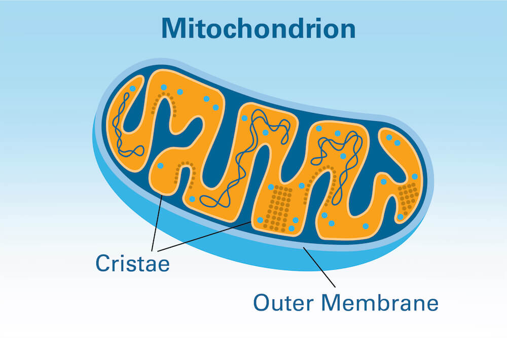 Structures known as mitochondria produce energy for cells. A new study by Dana-Farber researchers shows that, in mice, raising the amount of MIC19 protein in liver cells promotes the formation of cristae — folds in the inner membrane of mitochondria. This, in turn, enables the liver to burn more nutrients, deterring the development of obesity and type 2 diabetes.
