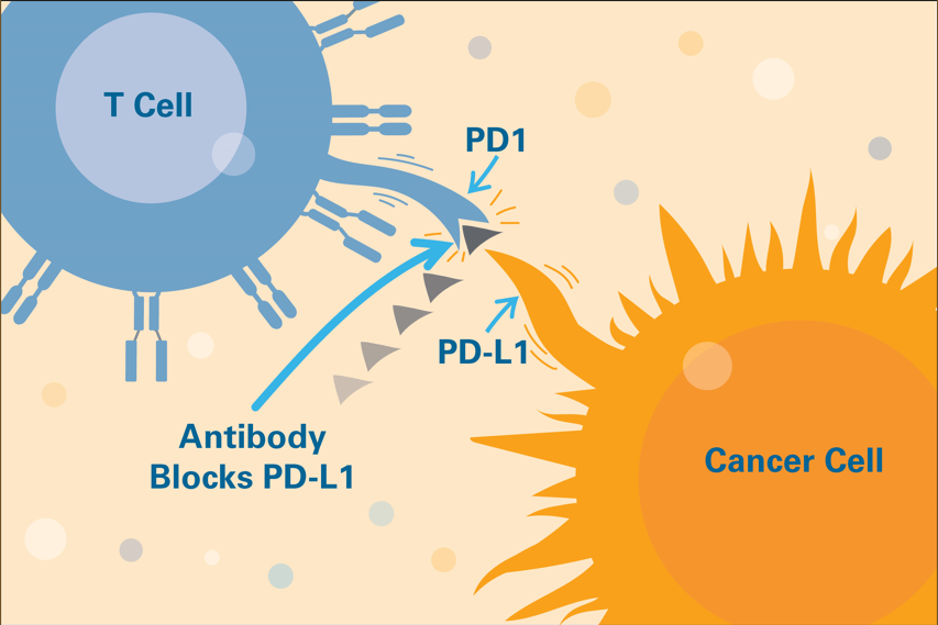 Immune checkpoint inhibitors prevent tumor cells from evading immune system attackers.