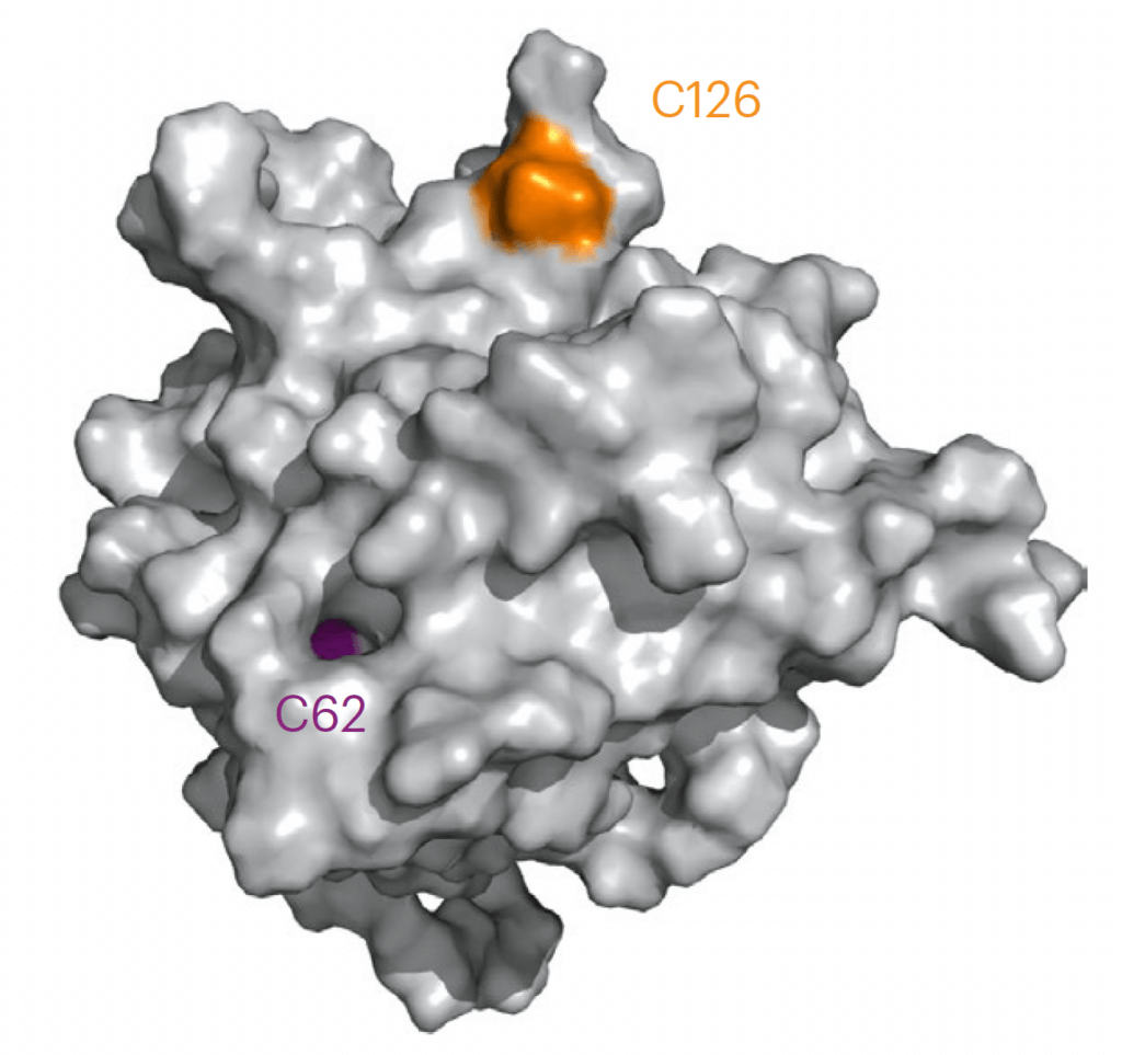 The protein BAX is shown in gray. The small orange area labeled C126 is the binding site for potential BAX-inhibiting drugs.
