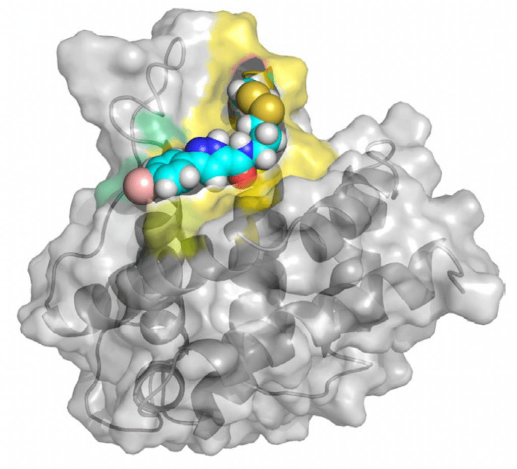 The molecule CBI1, in cyan, bound to BAX.