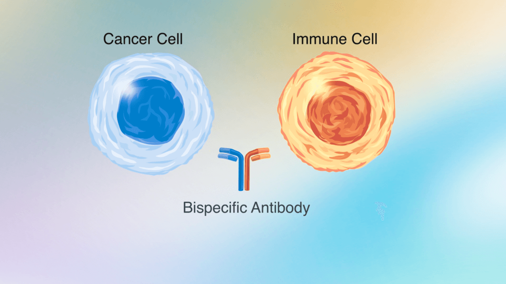 An illustration of the way bispecific antibodies work. Bispecific antibodies are designed to recognize and bind to more than one cell marker. 