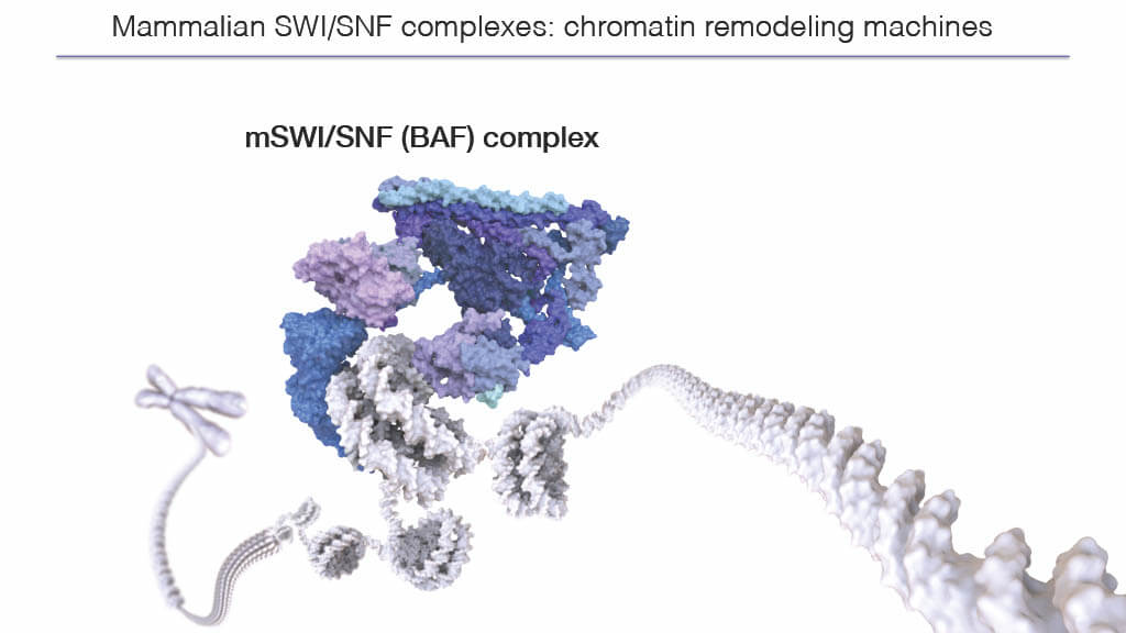 SWI/SNF complex unwinding DNA to expose gene sequences so their proteins can be produced.